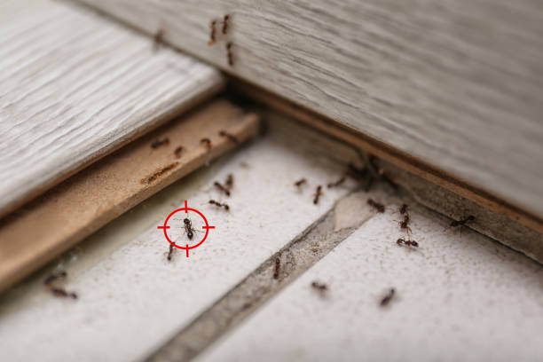 Best Commercial Pest Control Services  in Corpus Christi, TX