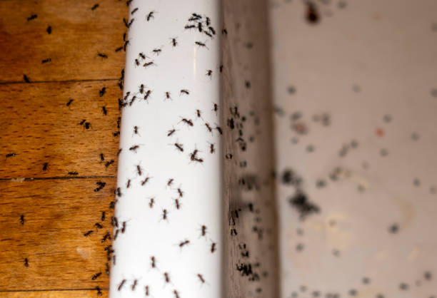 Professional Pest Control in Corpus Christi, TX