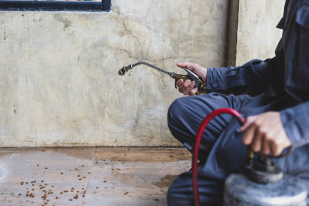 Best Termite Control Services  in Corpus Christi, TX